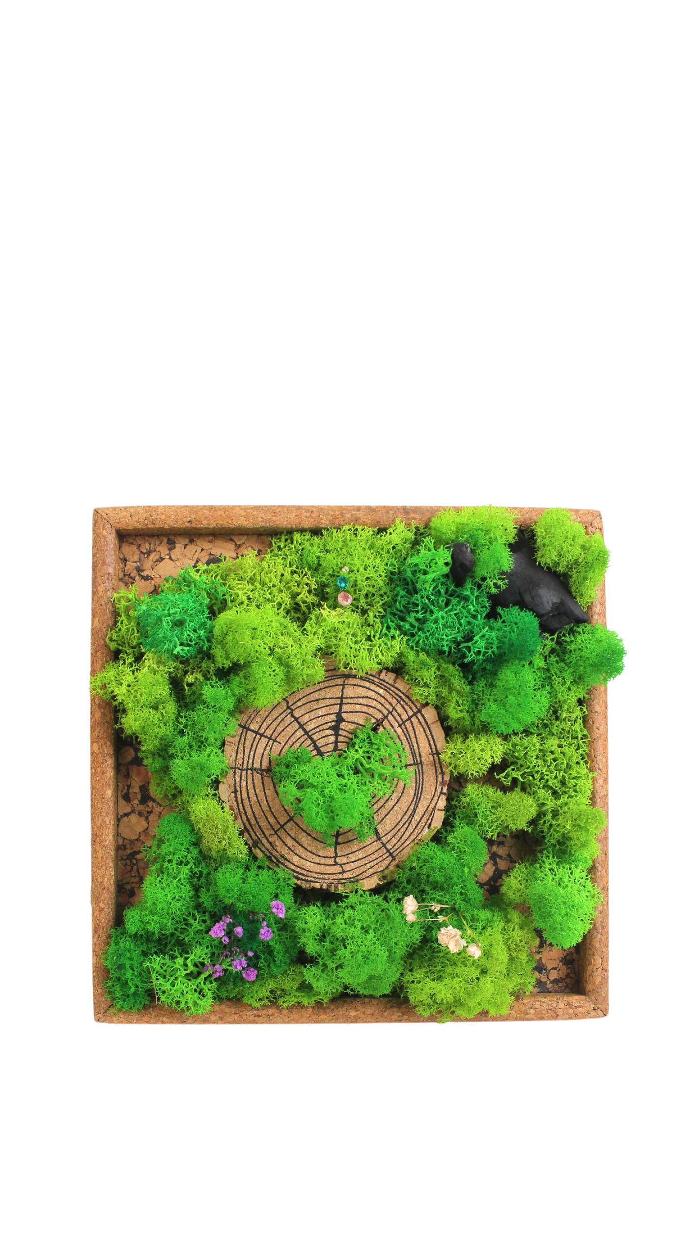 FOREST CHRONICLES